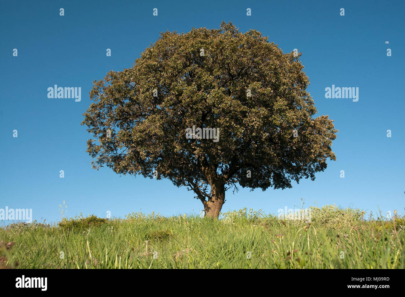 Il leccio sul verde del campo di cereali, Quercus ilex Foto Stock