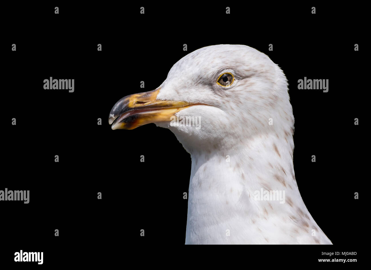 Close up della testa e il becco di giovani aringhe gabbiano (Larus argentatus) nel Regno Unito su uno sfondo nero. Seagull intaglio closeup. Foto Stock