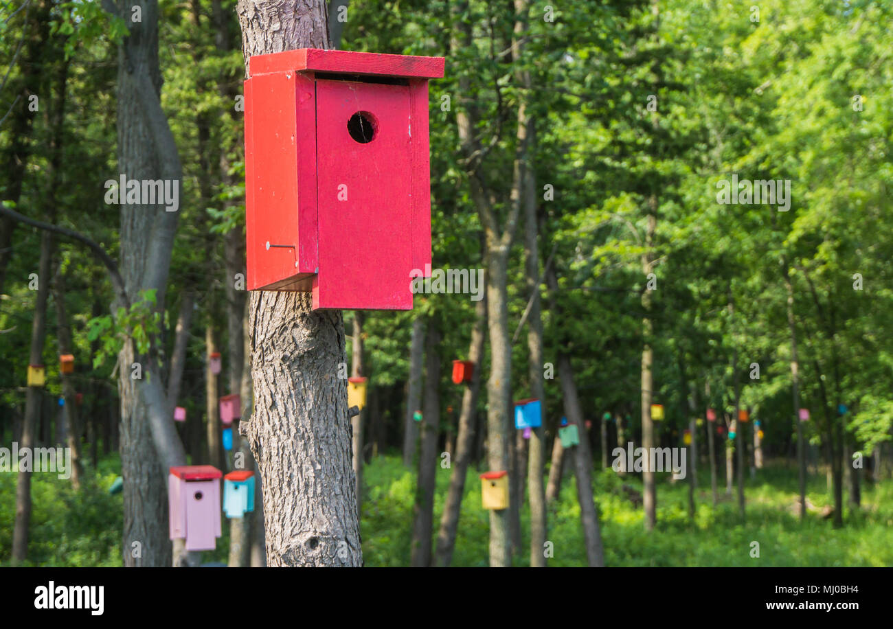 Birdhouse forrest con molti vivacemente colorato birdhouses costruito per attrarre tree rondini in ordine al controllo delle zanzare Foto Stock