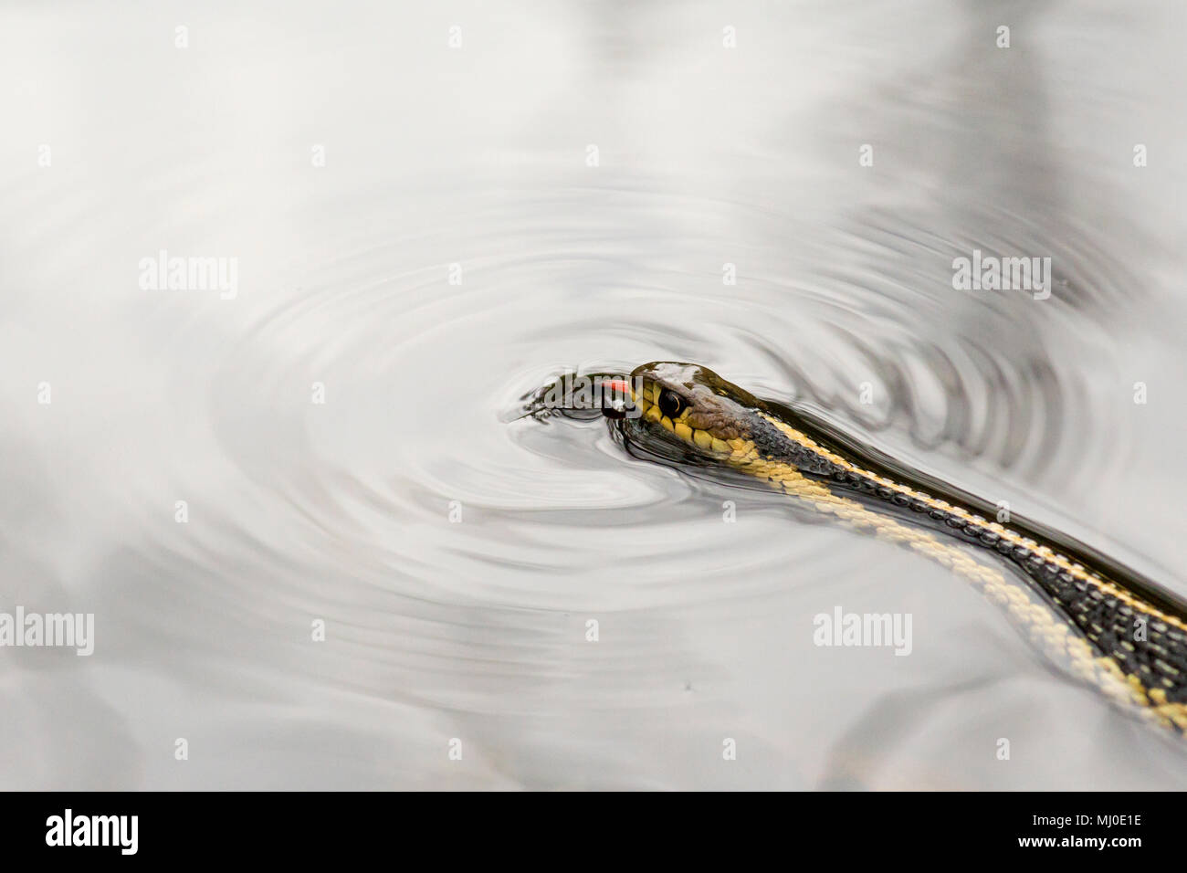 Common garter snake (Thamnophis sirtalis) caccia in acqua in una foresta pond. Foto Stock