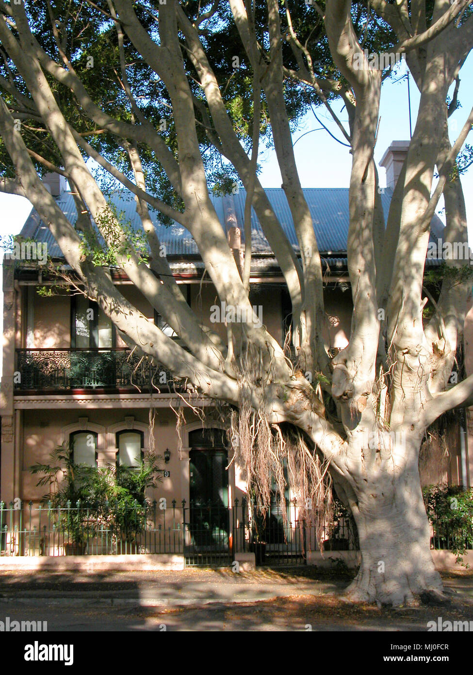 Bella terrazza vittoriana in Bruce Street, Cuochi Hill, Newcastle, NSW, Australia Foto Stock