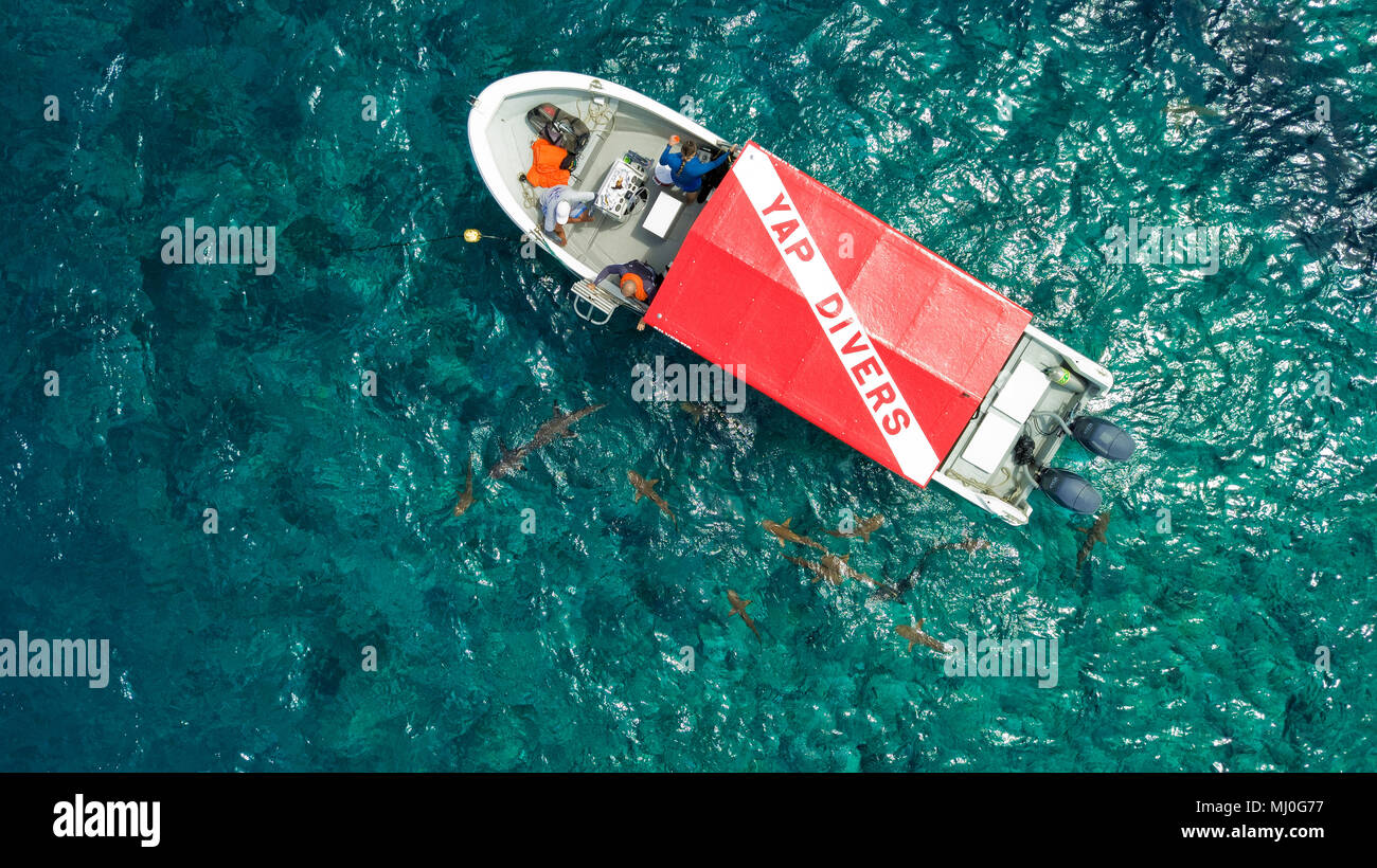 Barca e gli squali, Yap Island, Stati Federali di Micronesa, Australia Pacific / Yap | Tauchboot und Haiem Föderierte Staaten von Mikronesien, Aust Foto Stock
