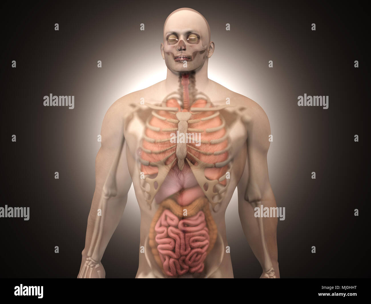La visualizzazione 3D di anatomia umana. Gli organi interni in un semi trasparente corpo maschio. Foto Stock