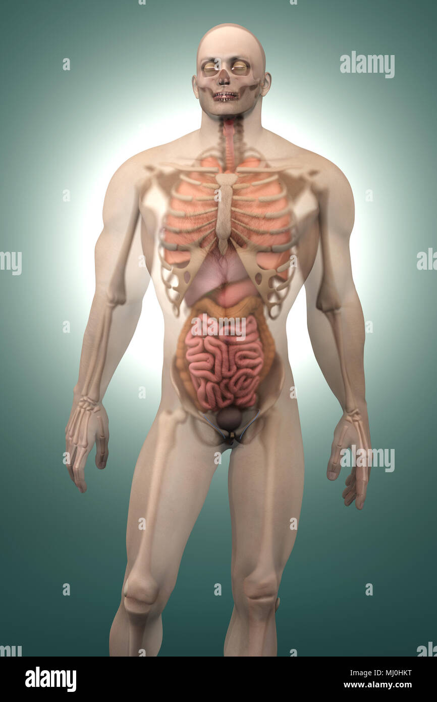 La visualizzazione 3D di anatomia umana. Gli organi interni in un semi  trasparente corpo maschio Foto stock - Alamy