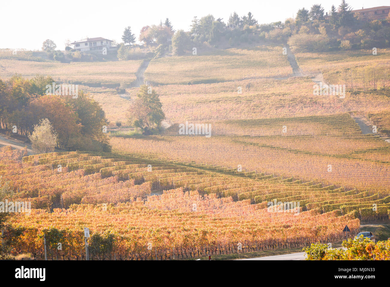 I vigneti di Barolo, in autunno, Piemonte, Italia Foto Stock