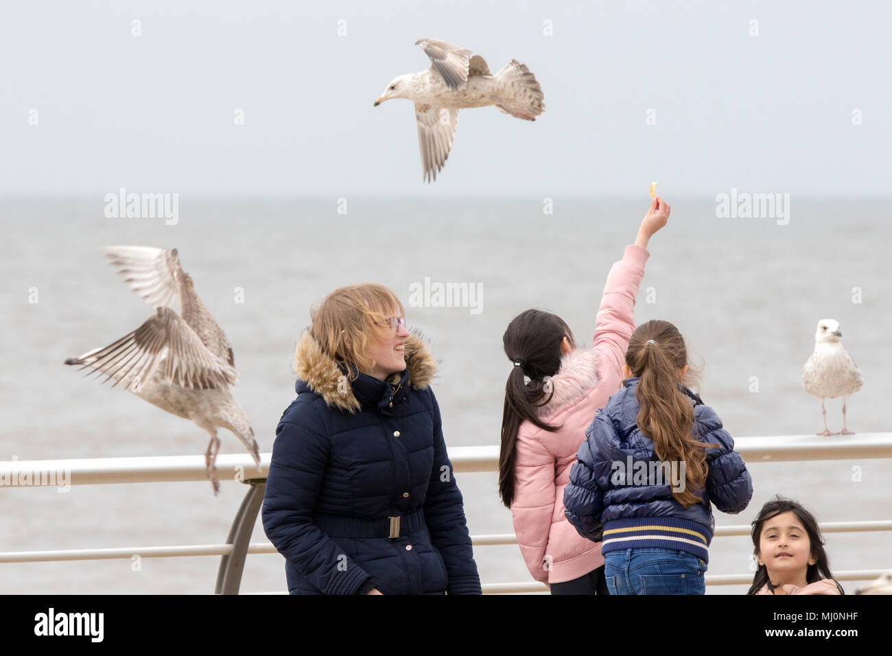 Gabbiani rubare chip dalla gente camminare lungo la passeggiata sul lungomare di Blackpool, Lancashire, Regno Unito. Foto Stock