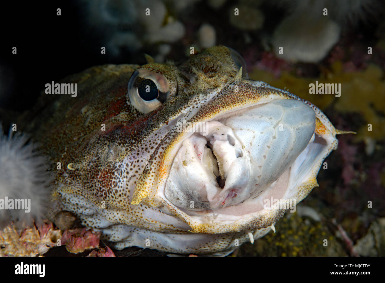Rosso signore irlandese, Hemilepidotus hemilepidotus mangiando un macchiato Ratfish, Hydrolagus colliei Foto Stock