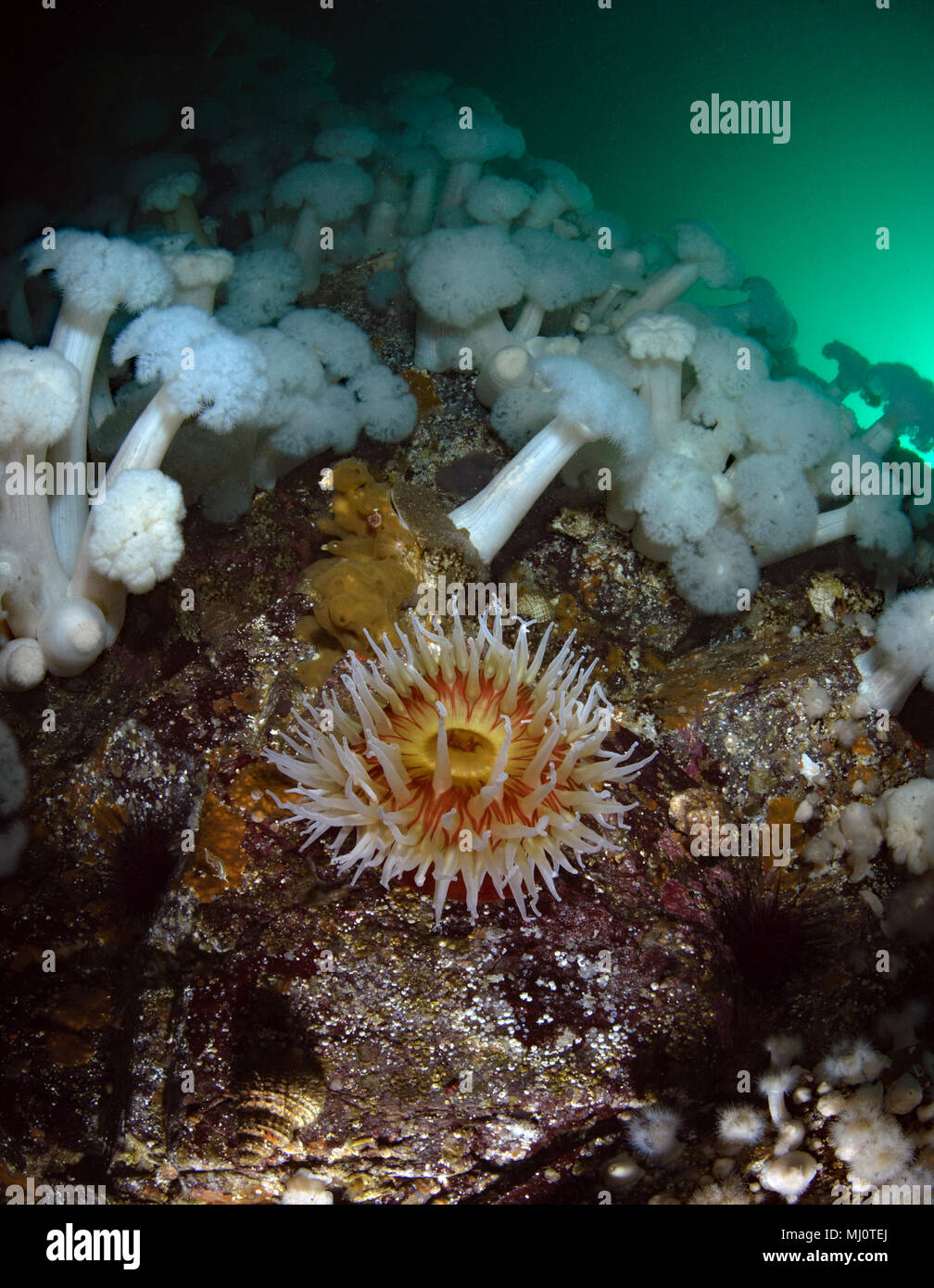 Urticina piscivora su una parete di Metridium farcimen a Browning Pass Foto Stock