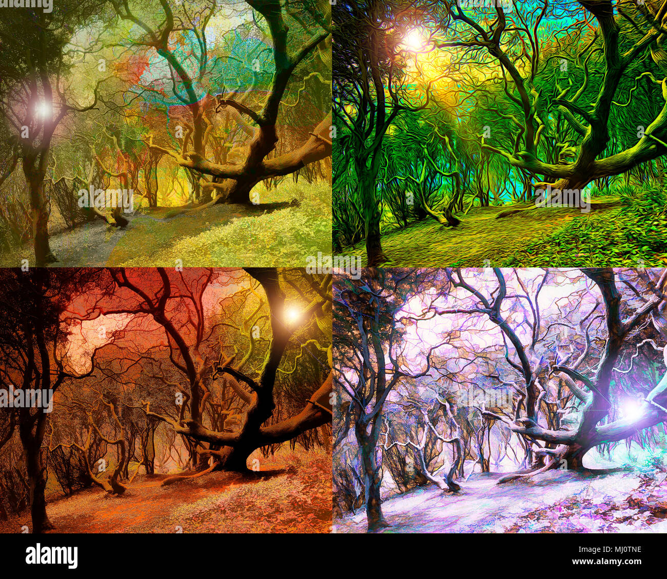 Quattro stagioni il concetto: la magia della foresta Foto Stock