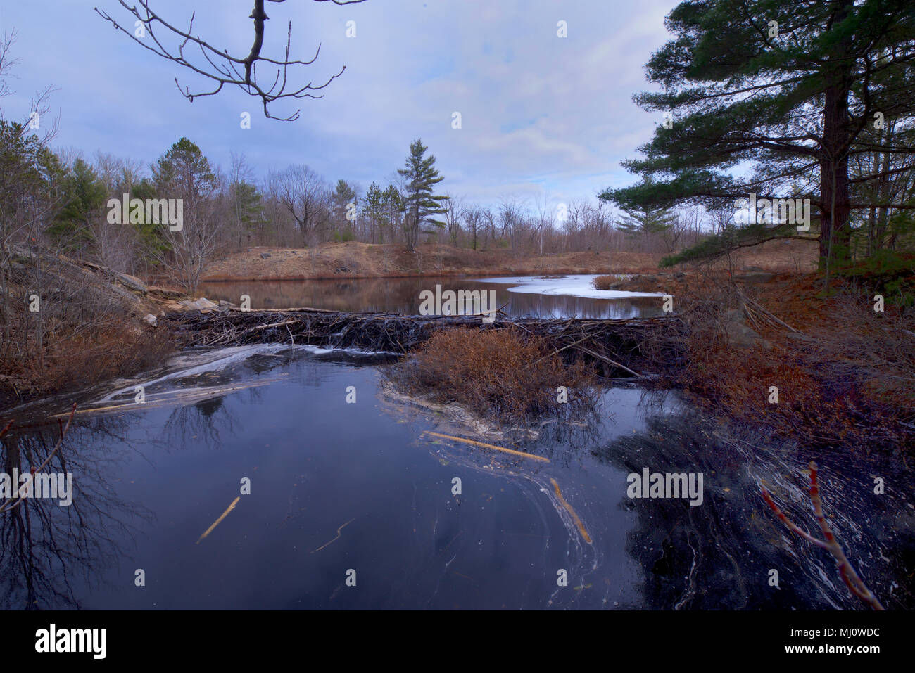 A Beaver Dam attraversa un divario tra esposti affioramenti di roccia a formare il necessario ambiente allagato per il beaver di prosperare e di crescere una famiglia. Foto Stock