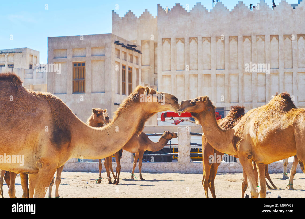 Close-up di cammelli, passeggiate sulla sabbia sul territorio della penna del cammello nel Souq Waqif distretto di Doha, in Qatar. Foto Stock