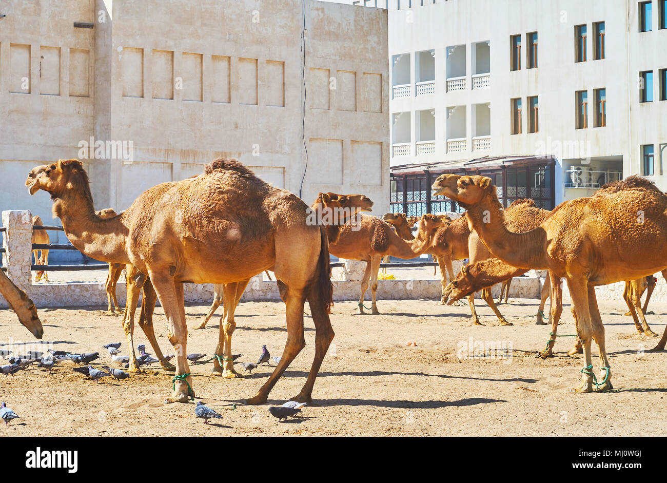 La penna del cammello nel centro di Doha si trova accanto al Souq Wakif - il vecchio mercato, popolare fra i turisti, Al Souq District, in Qatar. Foto Stock