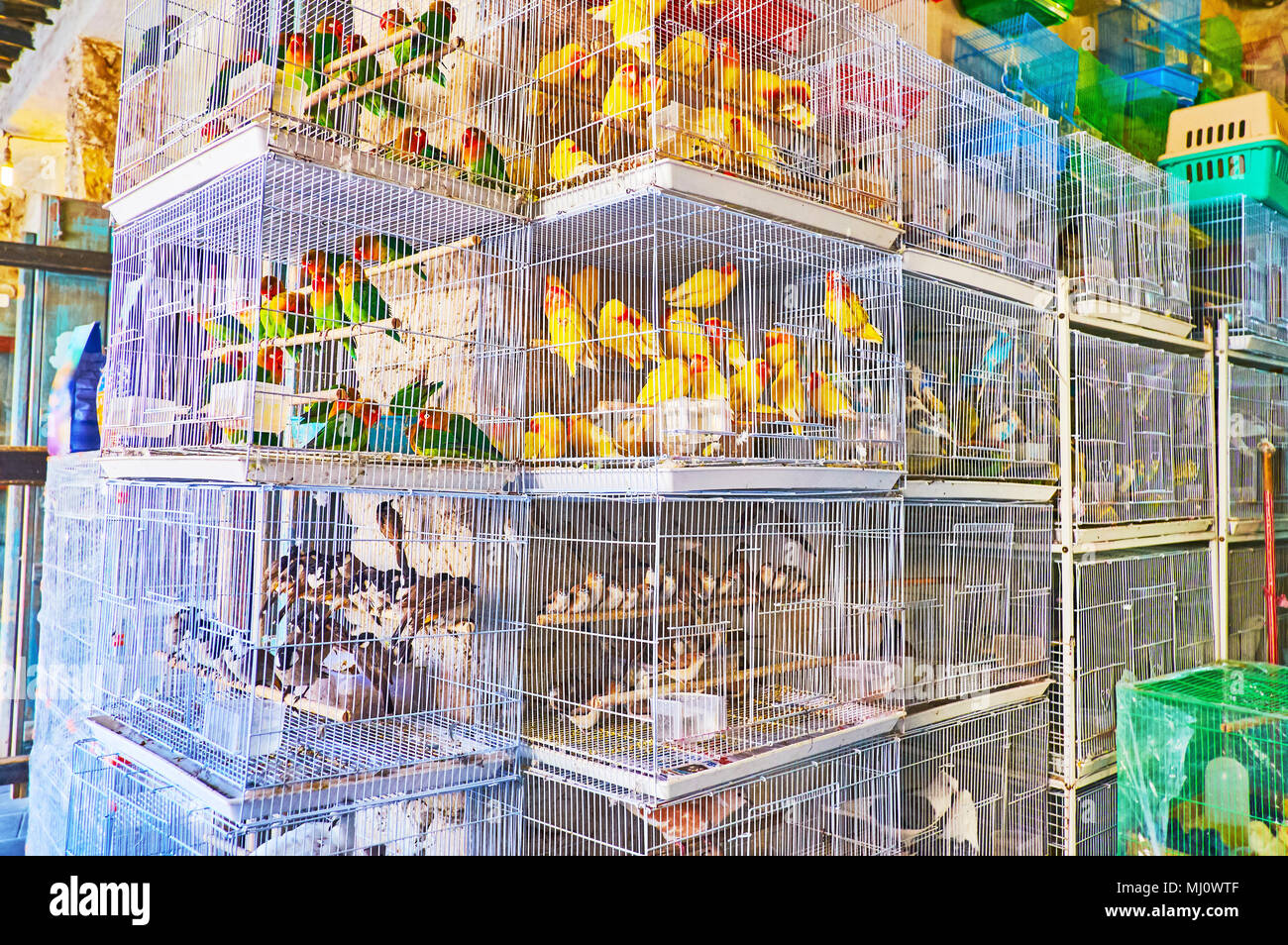 Numerose gabbie con ampia varietà di uccelli, facendo un grande rumore in cucina coperta del Mercato degli Uccelli di Souq Waqif a Doha, in Qatar. Foto Stock