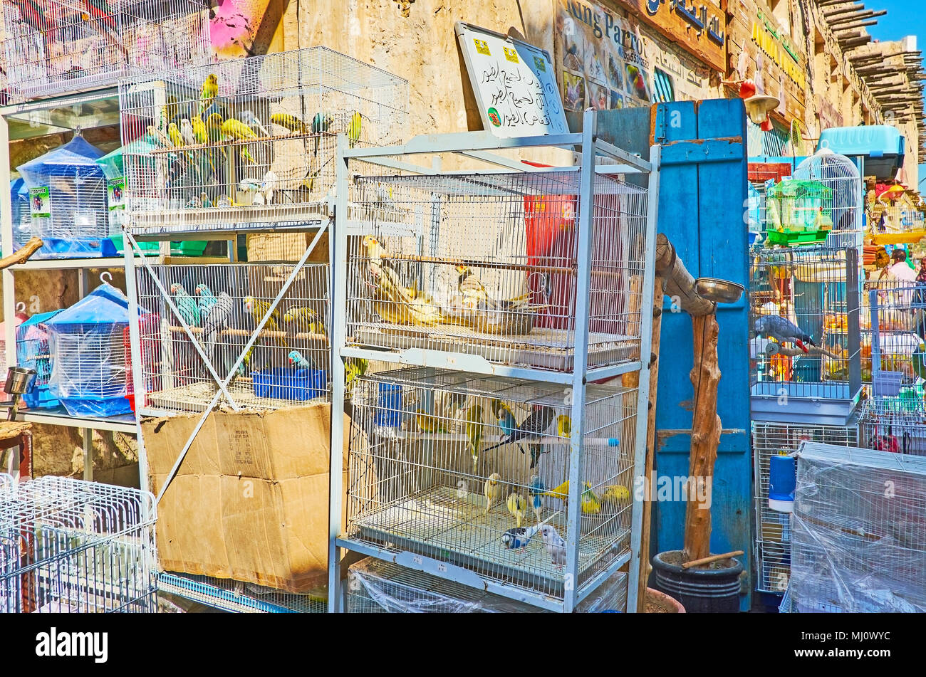 Le gabbie con colorata e rumorosa pappagalli, uno dei più popolari specie di uccelli da compagnia, Souq Waqif, Doha, Qatar. Foto Stock