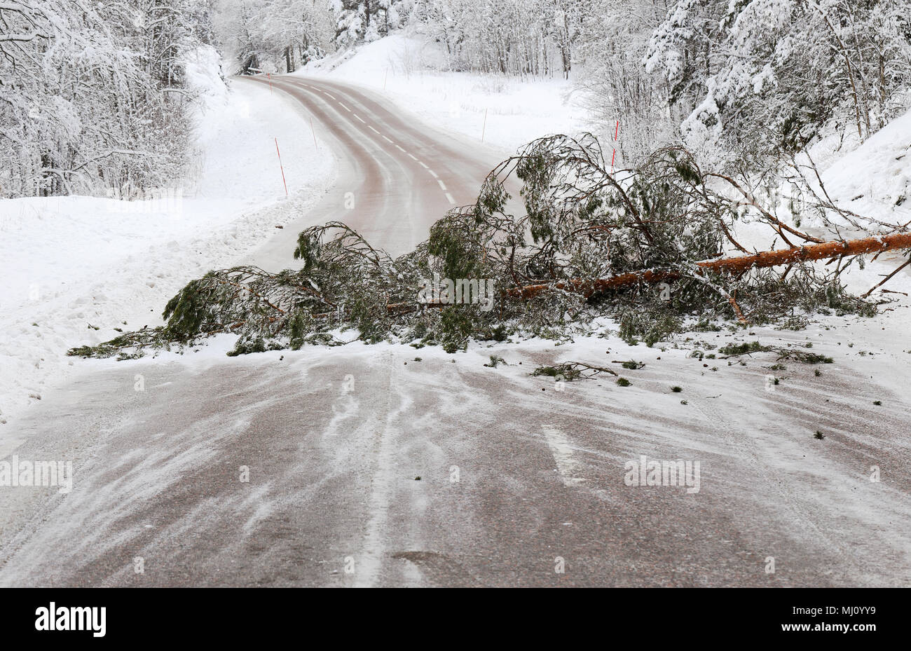 Un caduto pino bloccando la strada ho un paesaggio invernale. Foto Stock