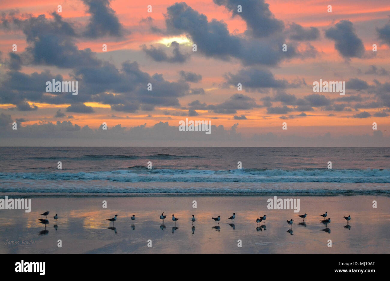 Gabbiani in fila sulla spiaggia all'alba. Foto Stock