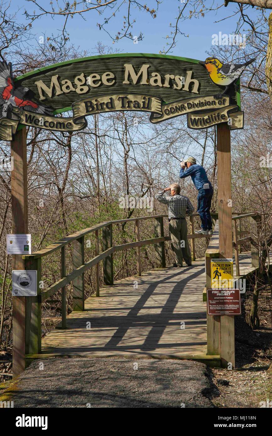 MAGEE MARSH, Oak Harbor OHIO, può1, 2018: Inizio birders camminare il Magee Marsh boardwalk, "Il trillo Capitale del mondo!", in preparazione per la Foto Stock
