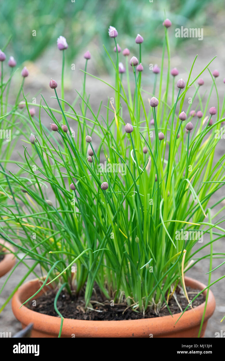 Allium schoenoprasum 'Biggy'. Erba cipollina 'Biggy' fiori in bud Foto Stock