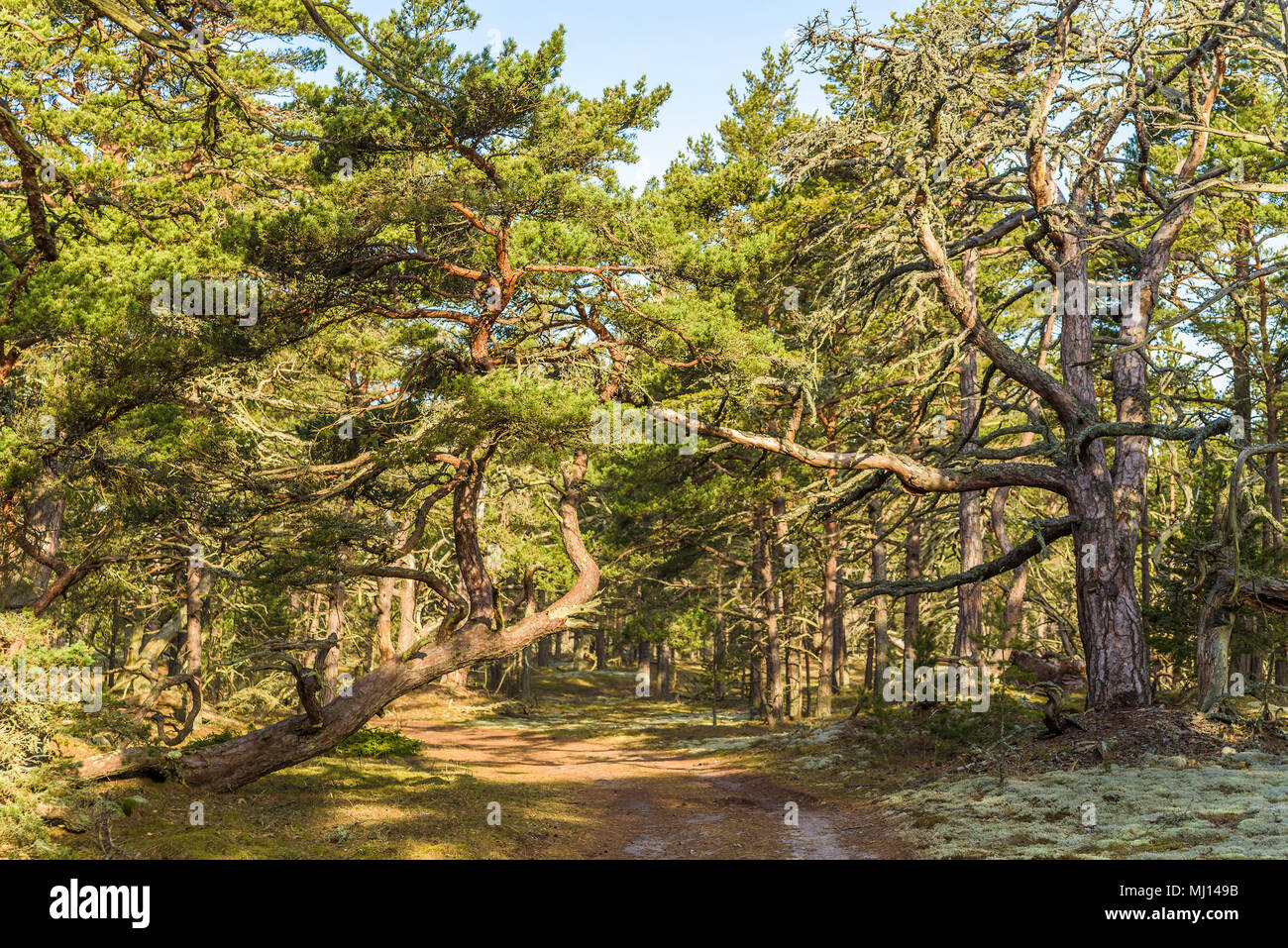 Boda costa est della riserva naturale su Oland, Svezia. Tipico paesaggio boschivo del luogo con un sacco di vecchi e nodose di pini su terreno sabbioso. Foto Stock