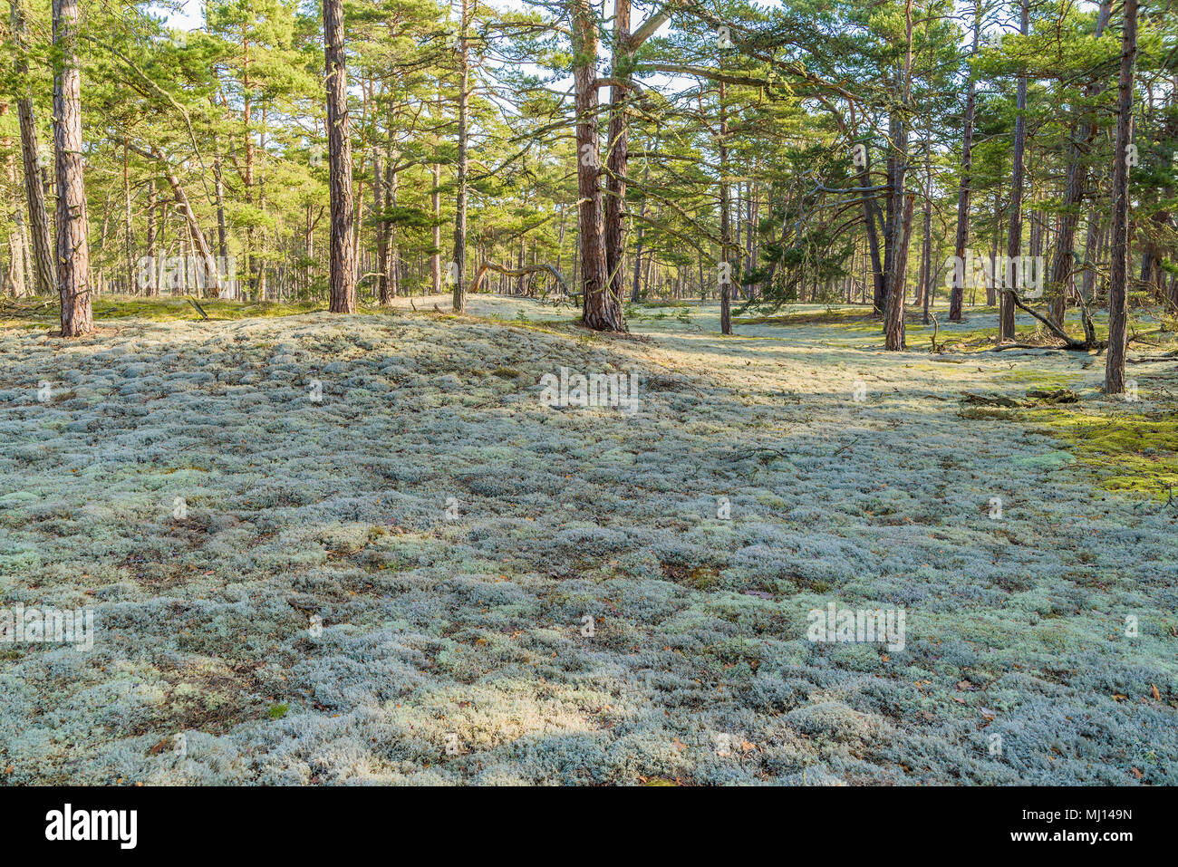 Boda costa est della riserva naturale su Oland, Svezia. Grandi aree di Cladonia licheni in pineta costiera con terreno sabbioso e dune. Foto Stock