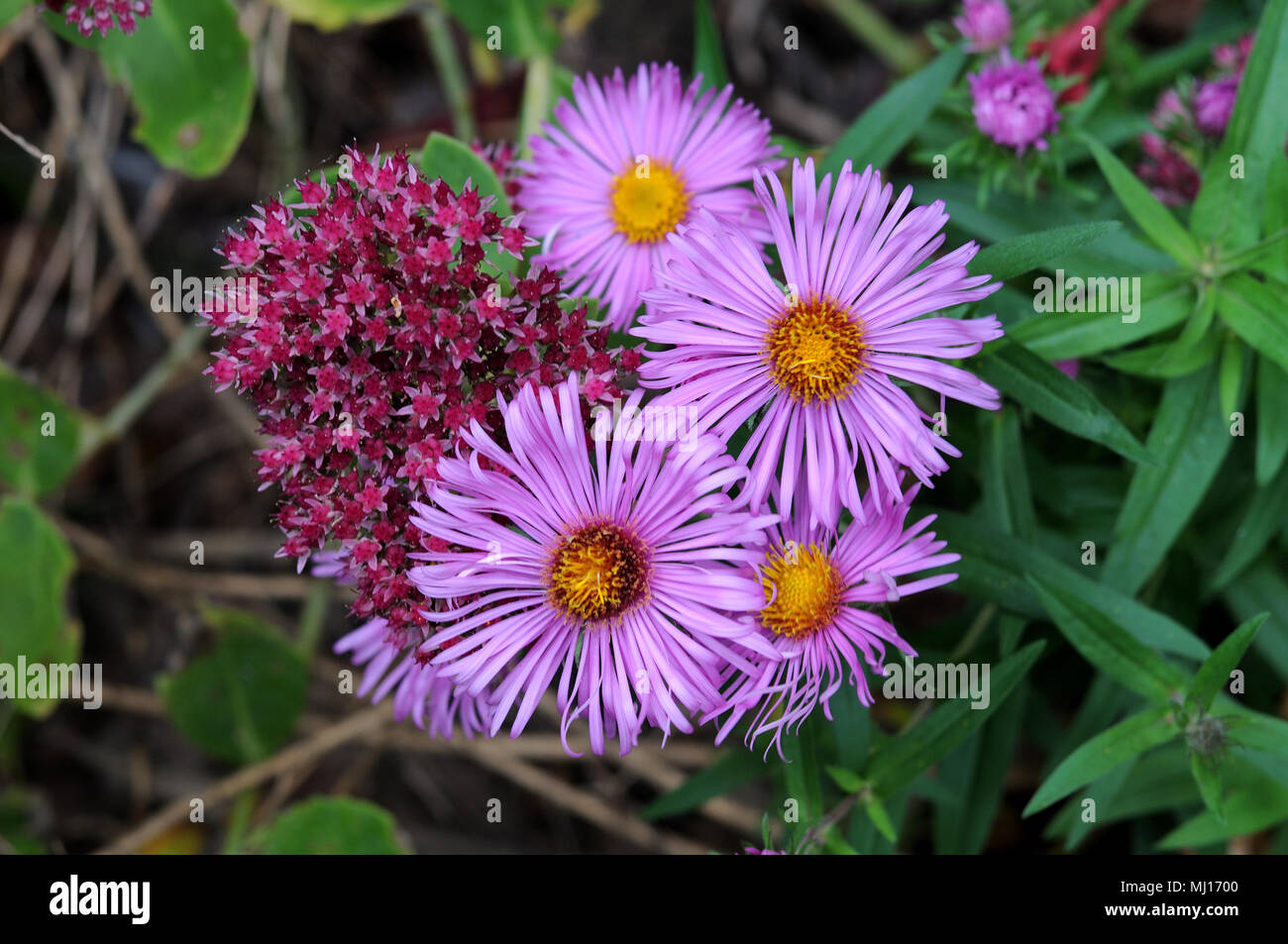 Fiori lilla di michealmas-daisy Foto Stock