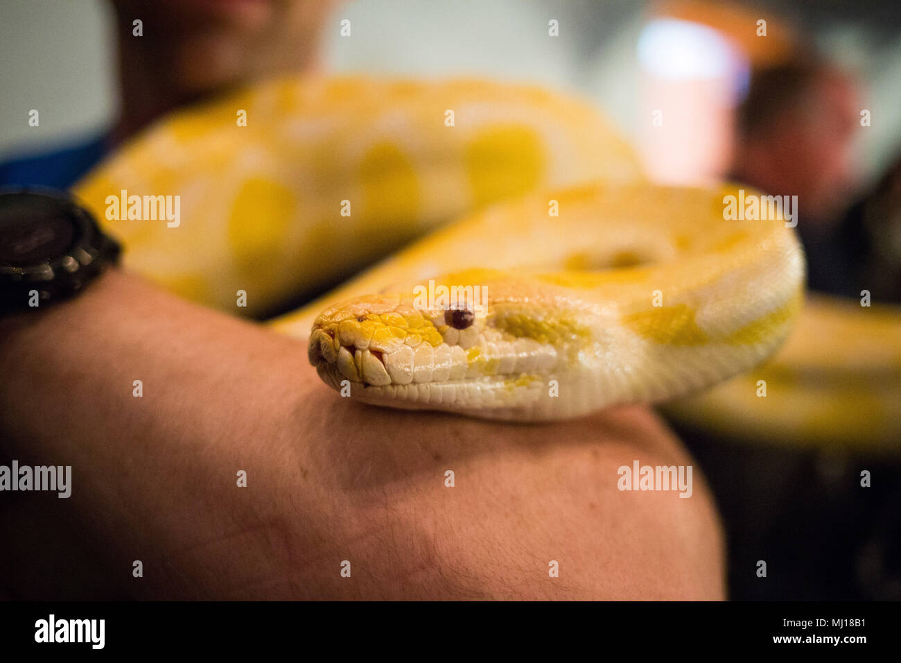 Grande giallo pitone birmano tenuto in mani umane come il PET Foto Stock