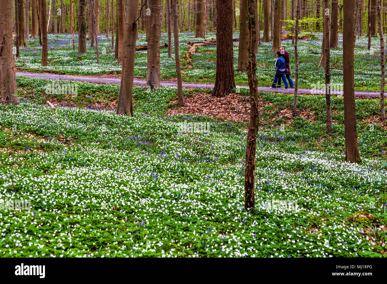 Un paio di passeggiate in mezzo il giacinto bluebells fiori in Hallerbos, una foresta di faggio in Belgio? Foto Stock