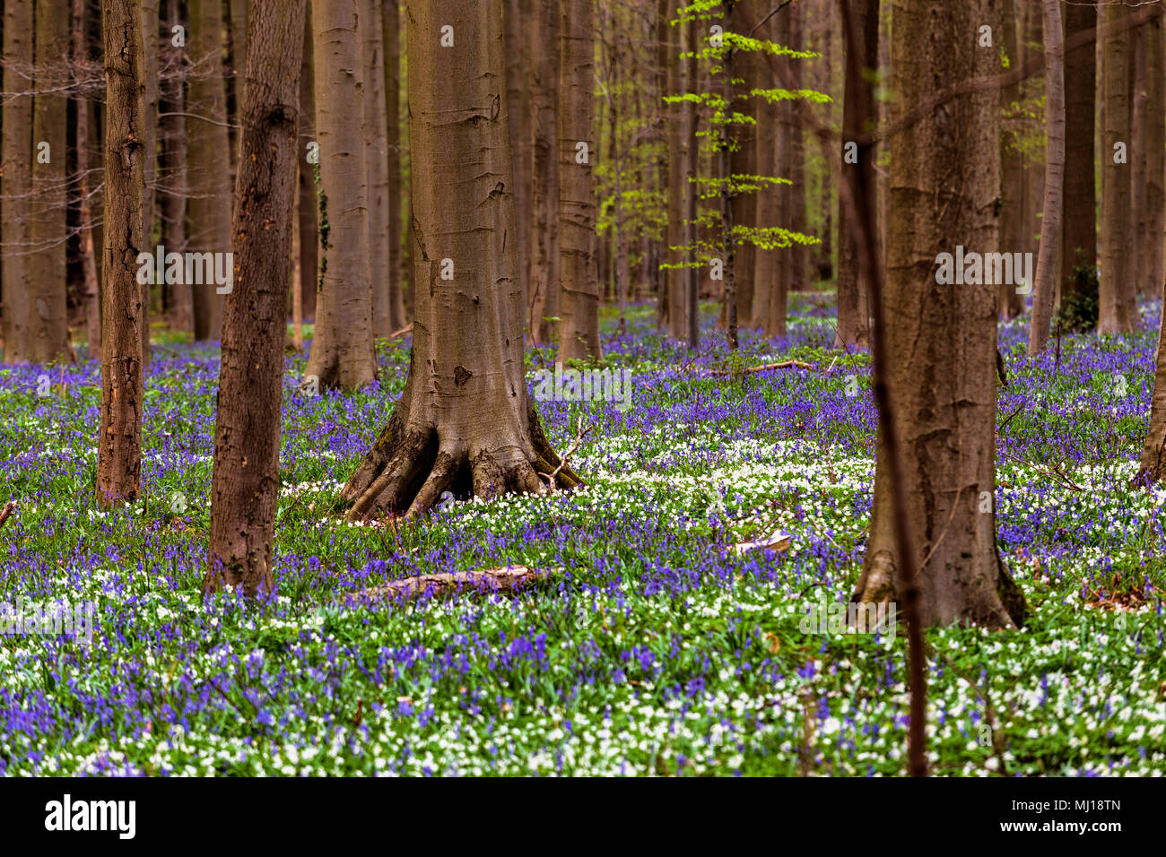 Blue Bells fiori in Hallerbos, una foresta di faggio in Belgio Foto Stock