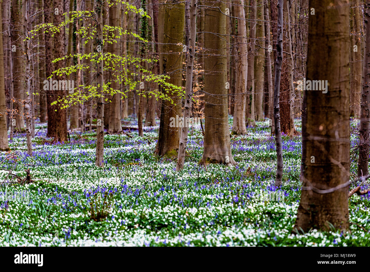 Blue Bells fiori in Hallerbos, una foresta di faggio in Belgio Foto Stock