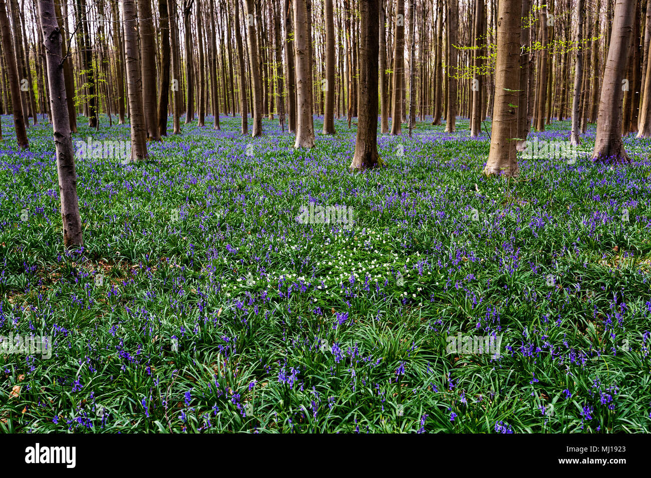 Blue Bells fiori in Hallerbos, una foresta di faggio in Belgio Foto Stock