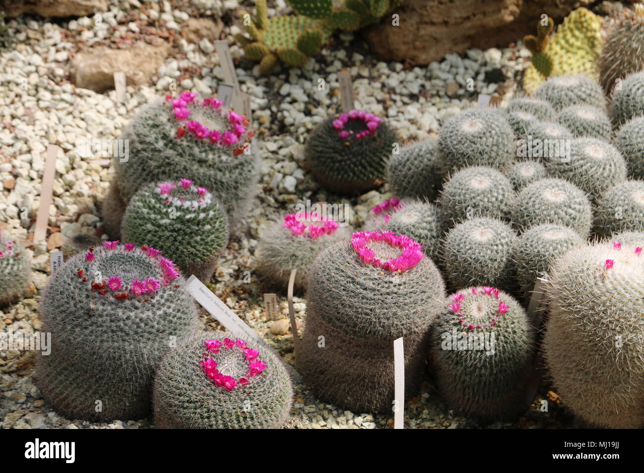 Bellissimi cactus tropicale Foto Stock