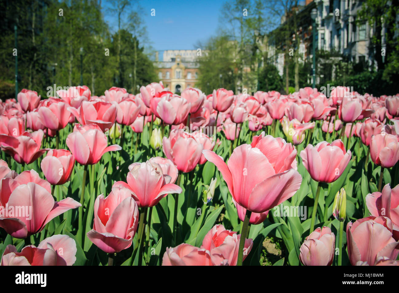 Rosa campi di tulipani in una piazza di Bruxelles Belgio Foto stock - Alamy