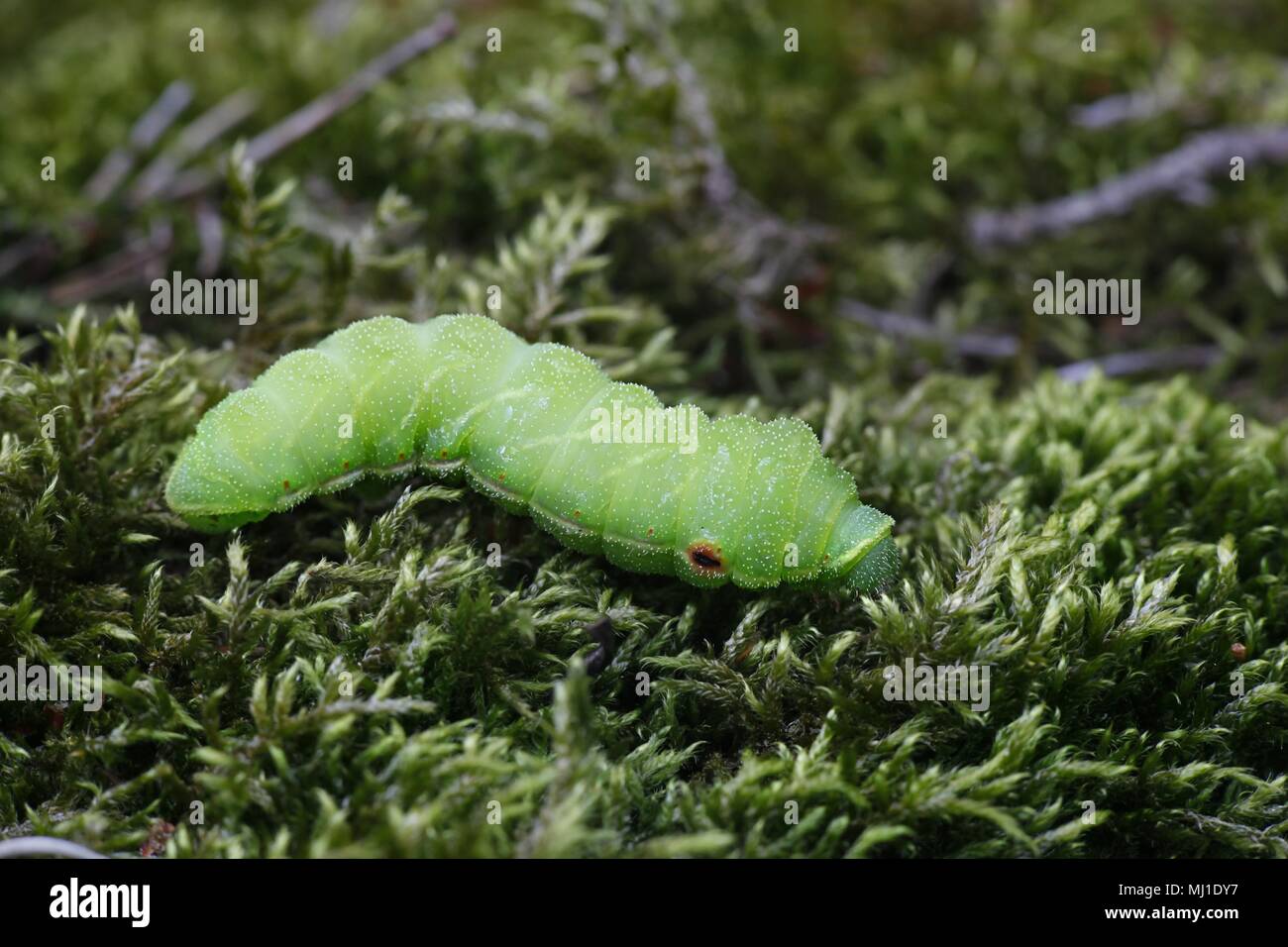 Tau imperatore moth caterpillar, Aglia tau Foto Stock
