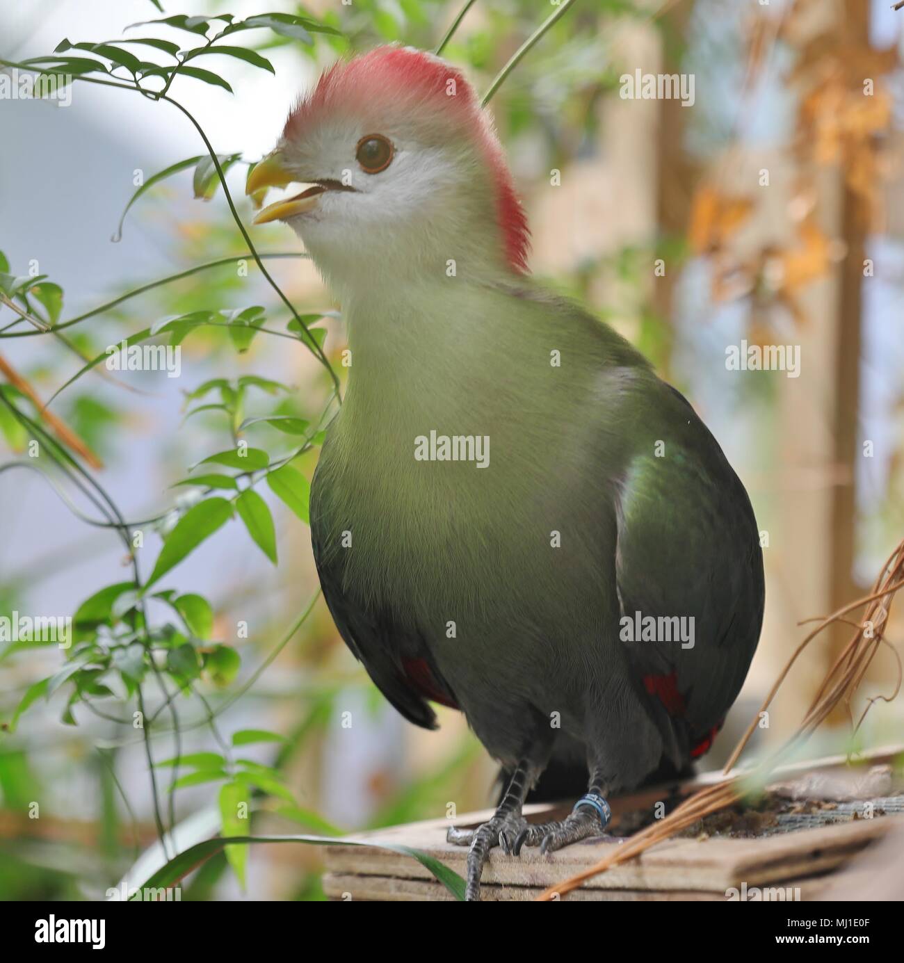 Red Crested's Turaco Foto Stock