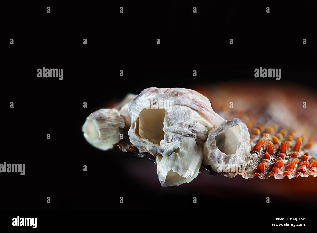 Acorn Barnacle Bay, Amphibalanus improvisus, un invasiva specie nocive Foto Stock