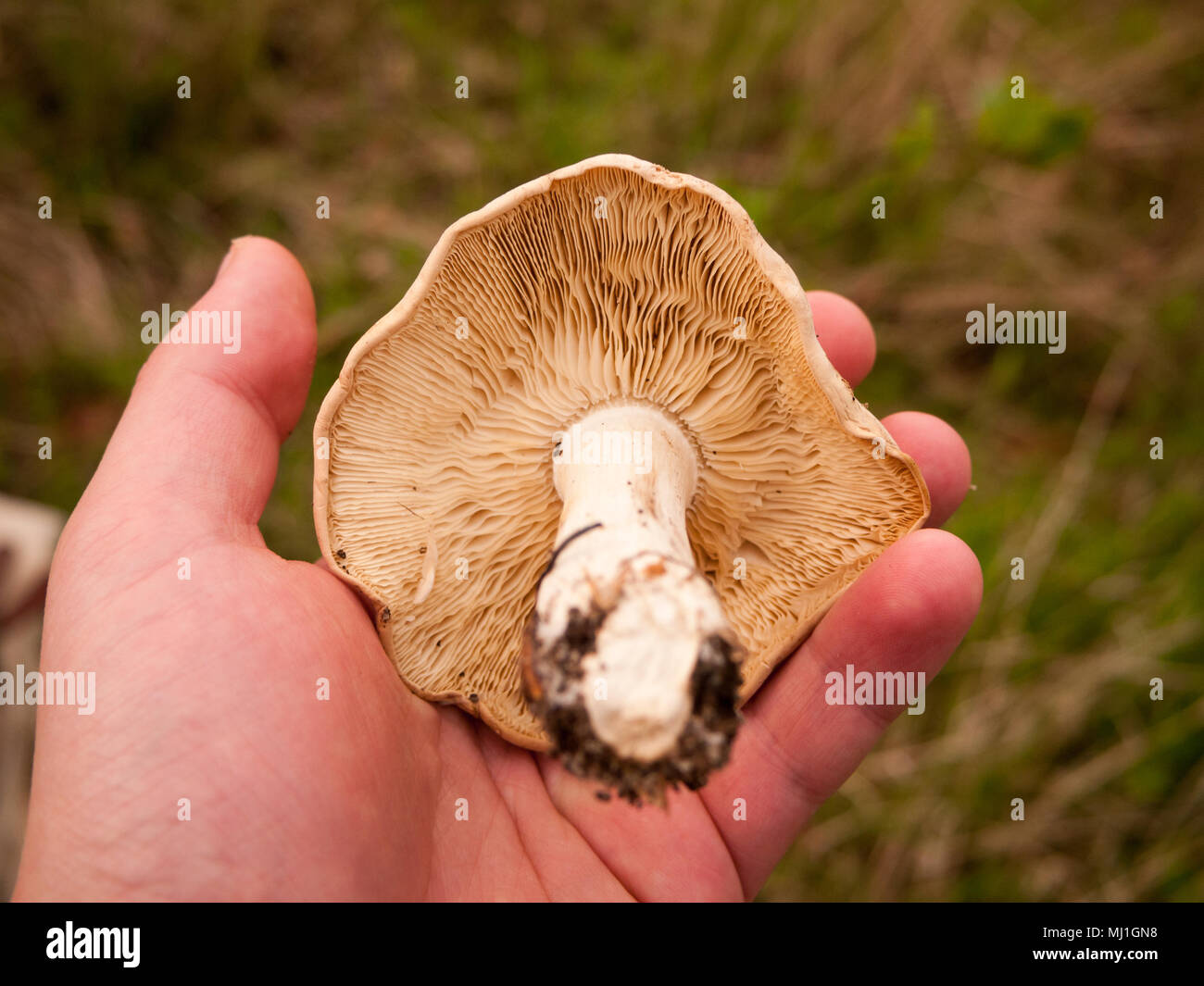 Large White St George's funghi nel canto close up macro foraggio alimenti selvatici; essex; Inghilterra; Regno Unito Foto Stock