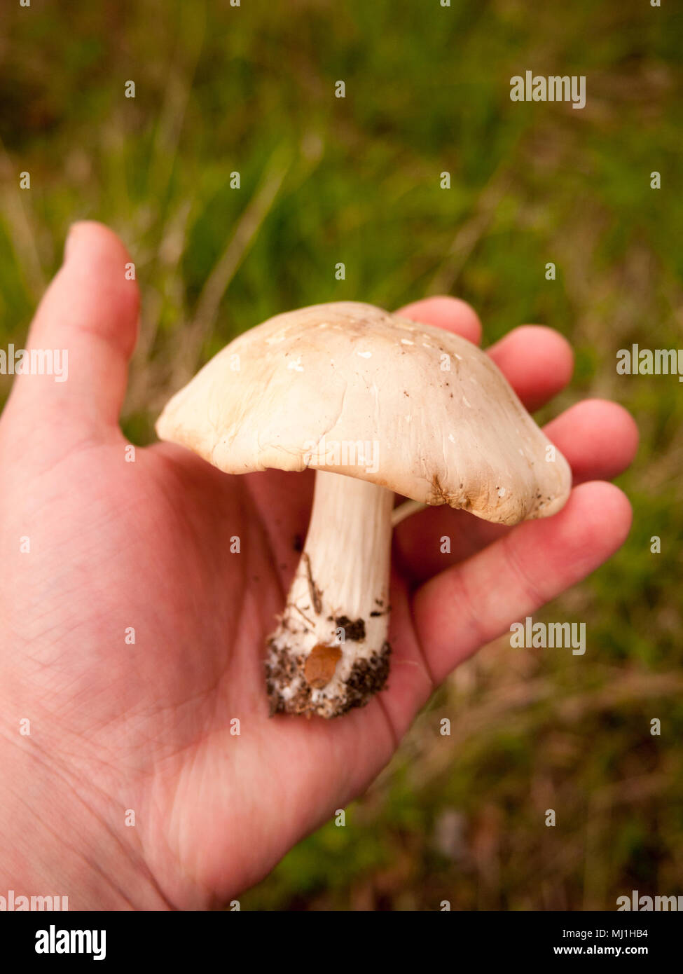 Large White St George's funghi nel canto close up macro foraggio alimenti selvatici; essex; Inghilterra; Regno Unito Foto Stock