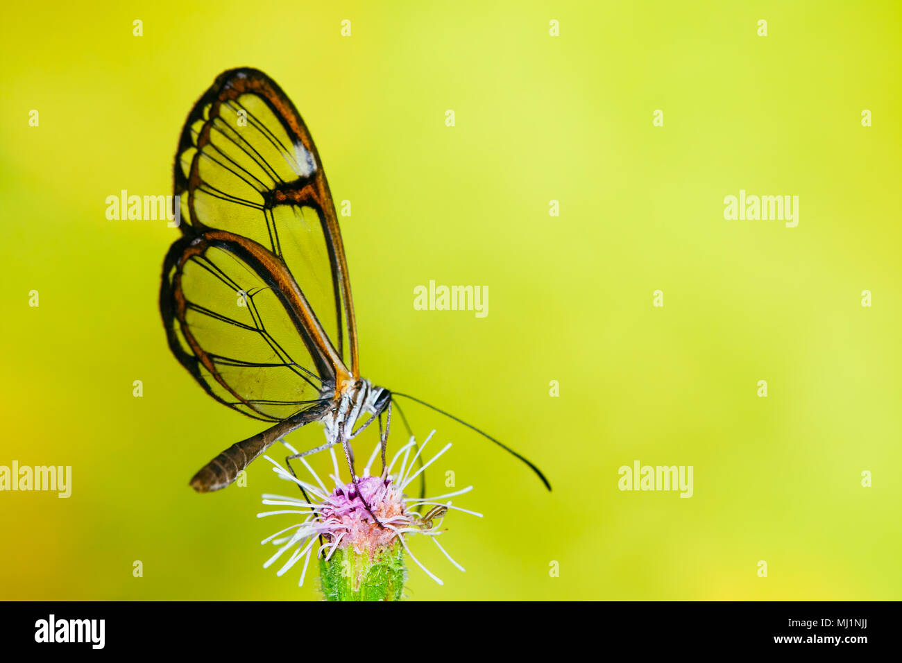 Clearwing butterfly con trasparenti di vetro "' ALI (Greta oto) closeup seduto e bere il nettare da un fiore viola con foglie verdi. Con foto Foto Stock