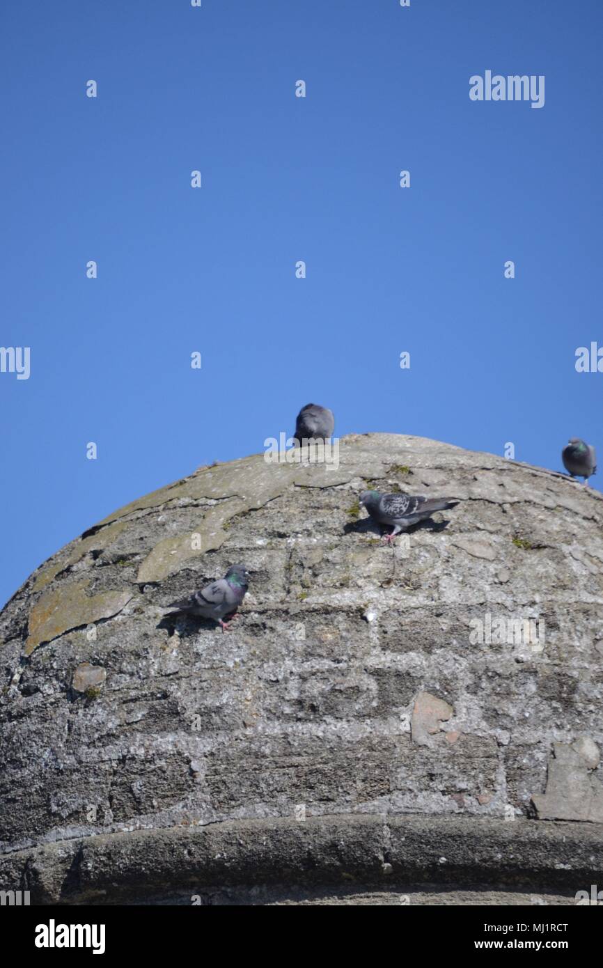 Castillo de San Marcos-Uccelli sulla torre di guardia Foto Stock