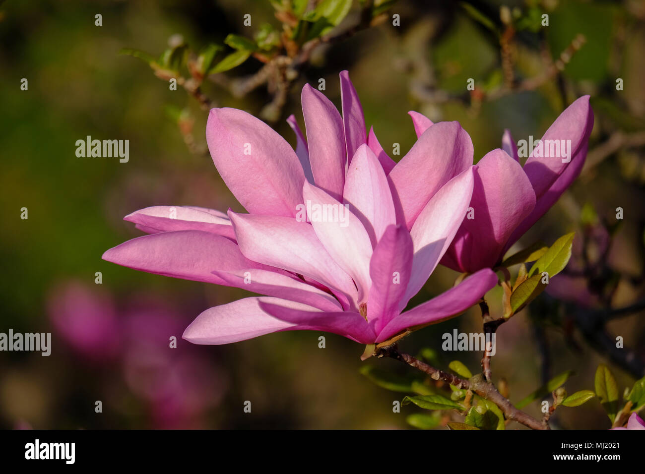 Mulan magnolia (Magnolia liliiflora), fioritura, Austria Foto Stock