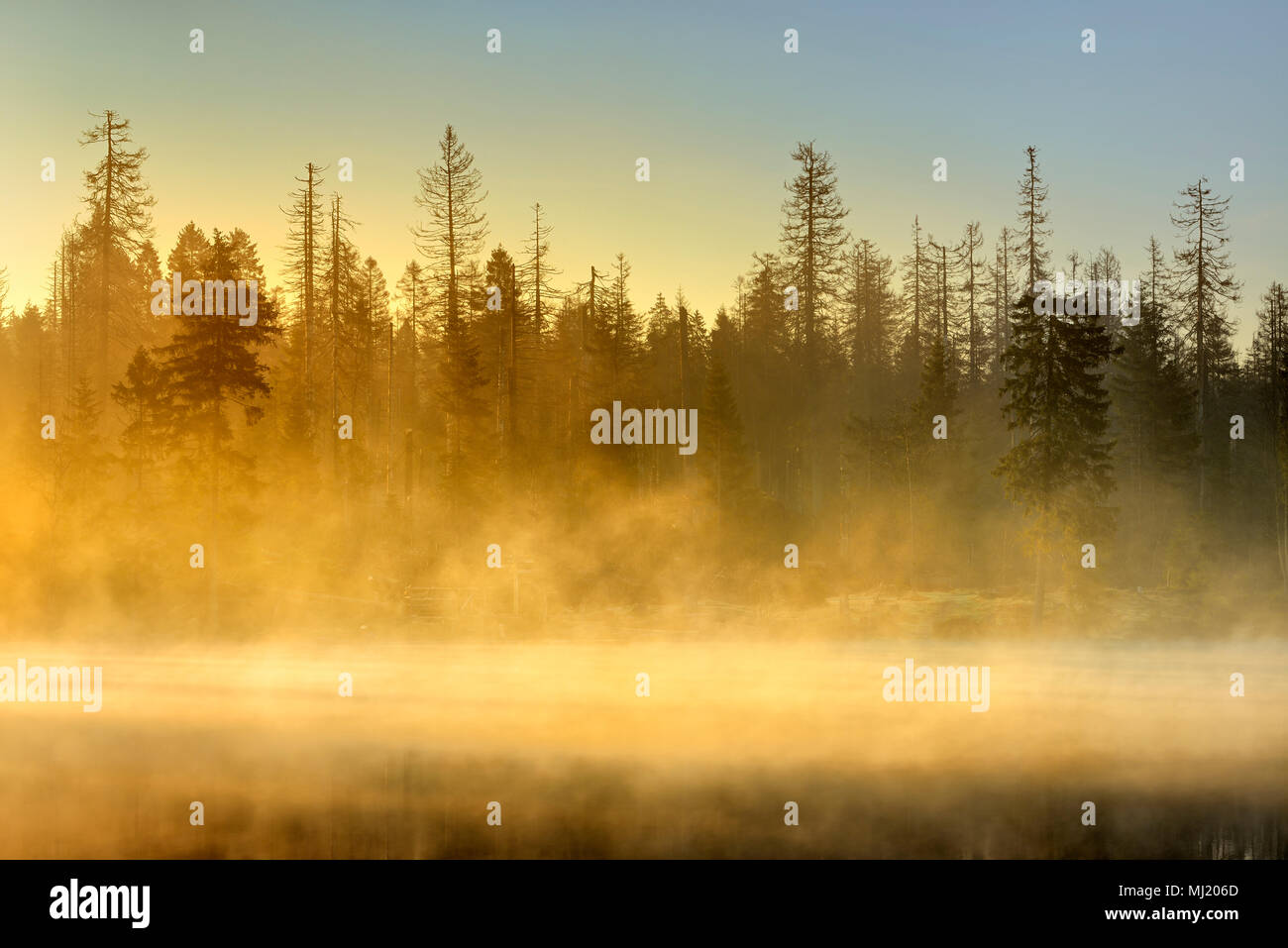Sunrise all'Oder stagno con nebbia di mattina, foresta naturale, abeti morti in parte a causa di l'infestazione da scolitidi Foto Stock
