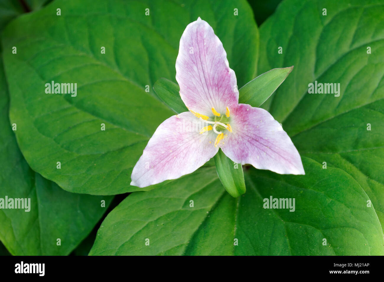 Primo piano di un Trillium occidentale (Trillium ovatum), del Pacific Trillium o del fiore di Robin Wake con petali che iniziano a diventare rosa, Columbia Britannica, Canada Foto Stock