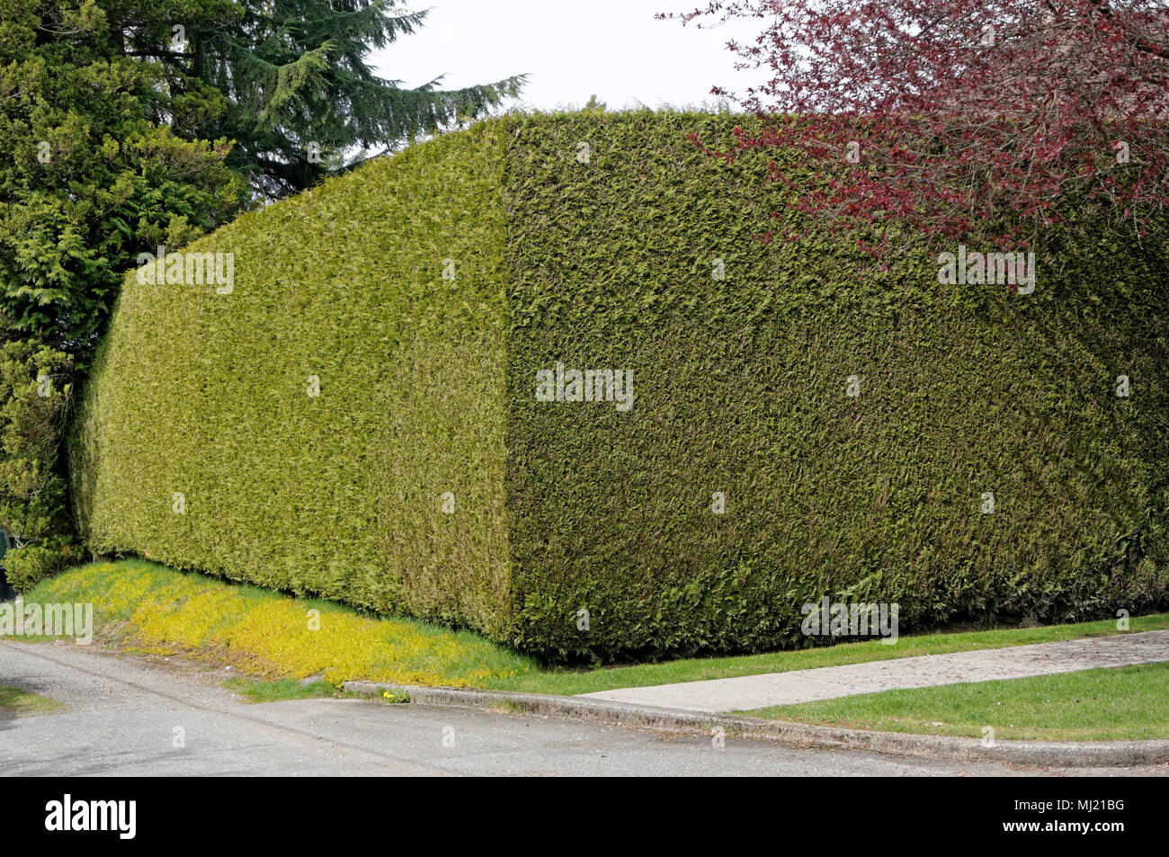 Tall rifilato cedar hedge in Vancouver, BC, Canada Foto Stock
