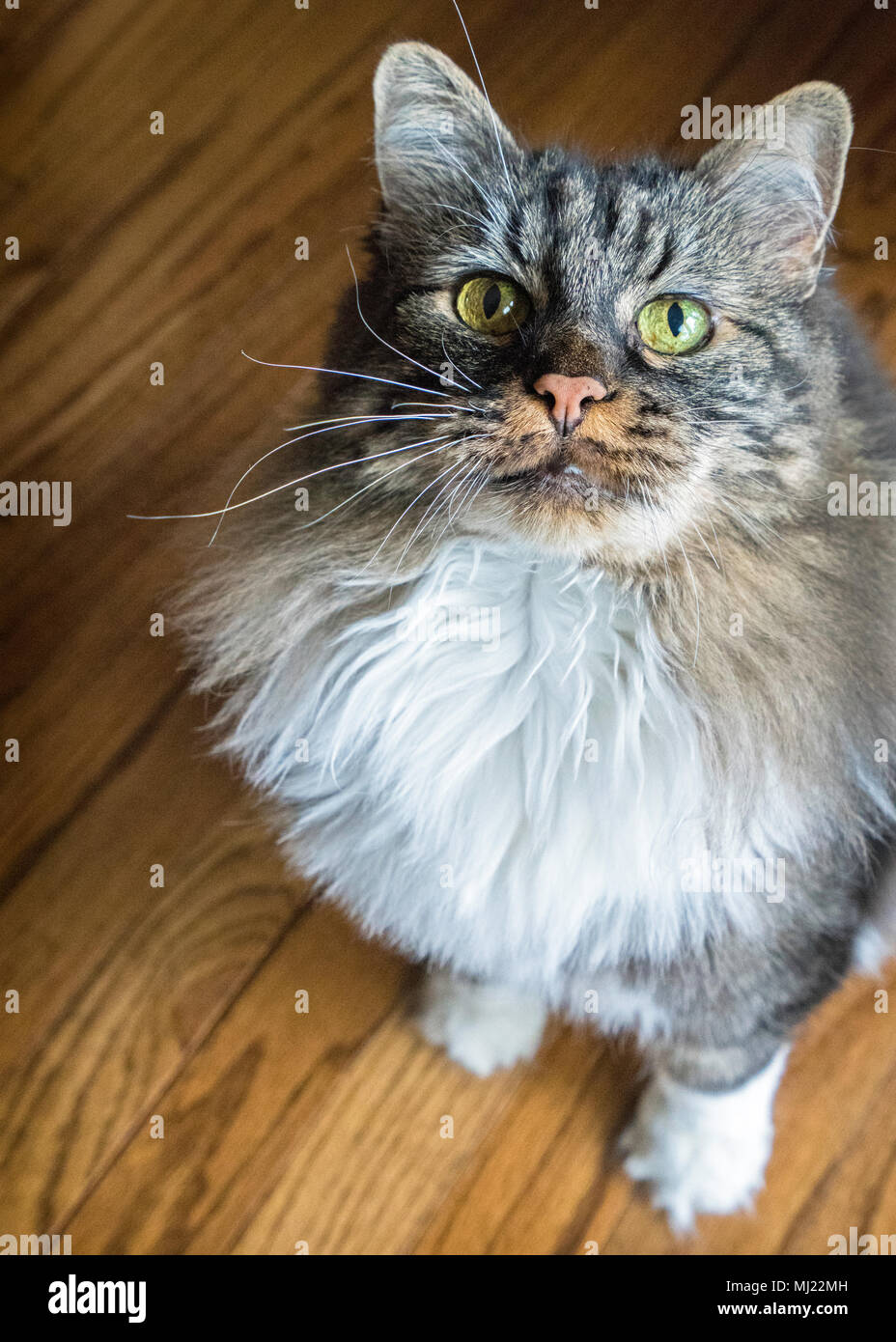Capelli lunghi cat cercando Foto Stock