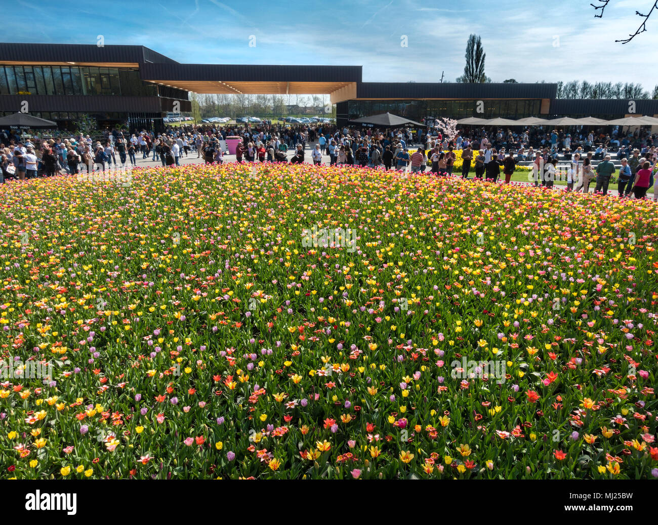 Il Keukenhof giardini di fiori nuovo ingresso edificio con una folla di visitatori e tulipani colorati miscelati tulip bed in primavera nei pressi di Amsterdam Foto Stock