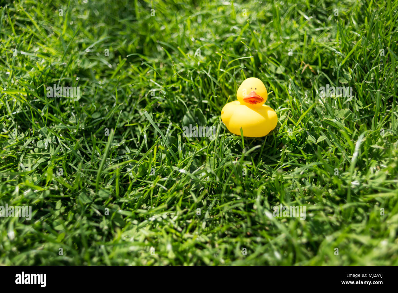 Un simpatico gomma gialla anatra giocattolo flottante giacente su erba verde di un giardino Foto Stock