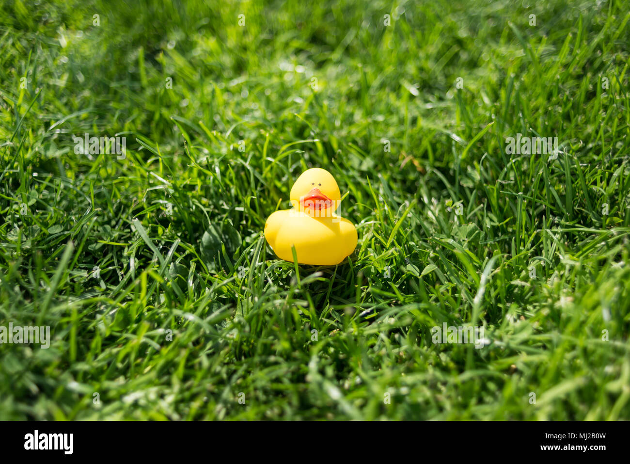 Un simpatico gomma gialla anatra giocattolo flottante giacente su erba verde di un giardino Foto Stock