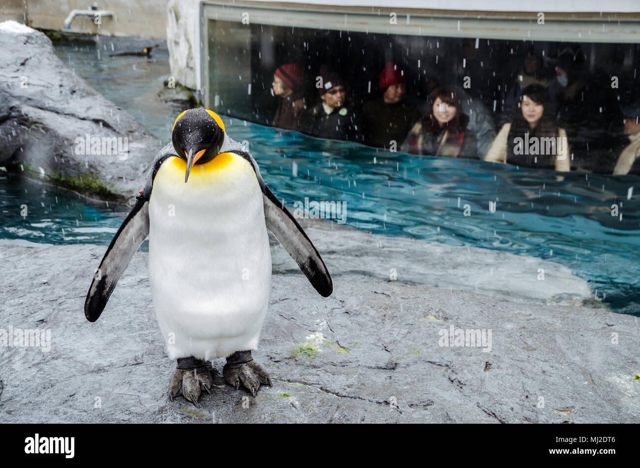 Visitatori osservando i pinguini da una stanza con una grande finestra. Situato nel nord del Giappone, Asahiyama Zoo è la casa di 700 animali. Foto Stock