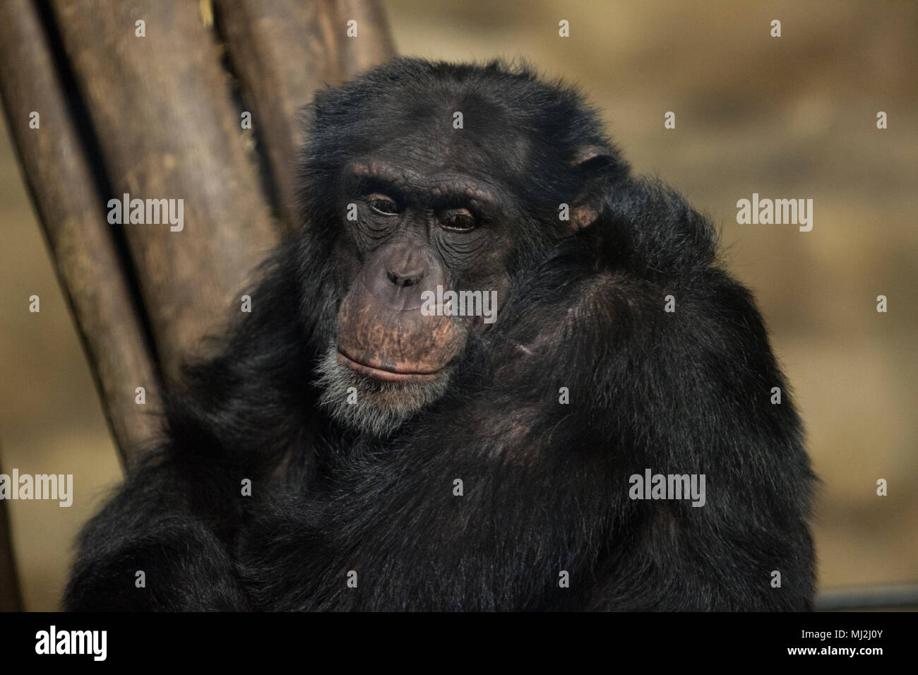 I vecchi scimpanzé di guardare la gente Foto Stock