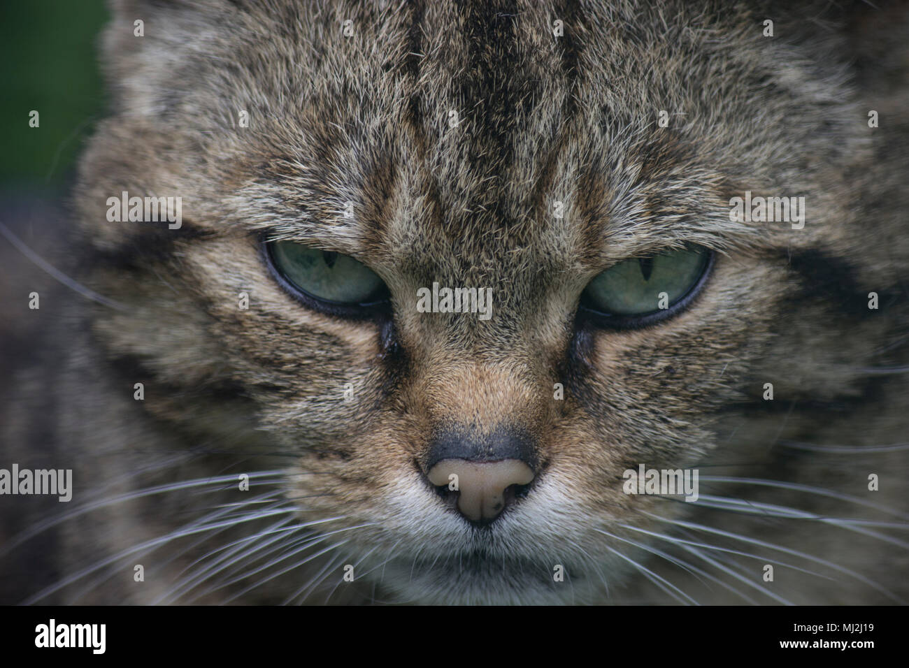 Scottish Wildcat fissava con la lente. Foto Stock